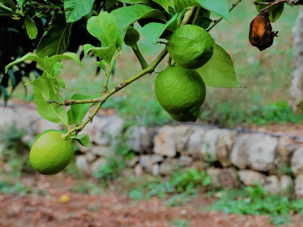 Agroturismo Balitx D'Avall Guest House Fornalutx