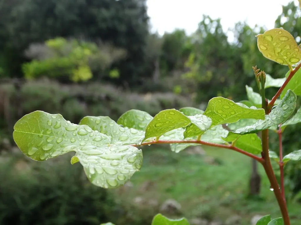 Agroturismo Balitx D'Avall Guest House Fornalutx